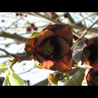 Asimina triloba (fam Annonacees) (Am. du nord) (4)